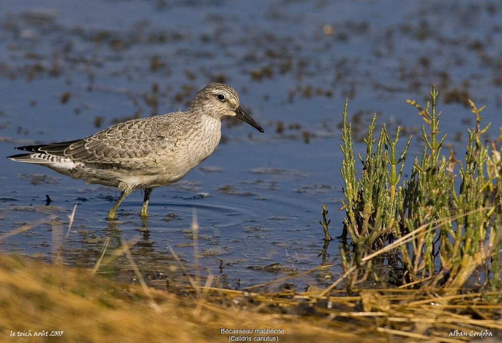 Red Knot