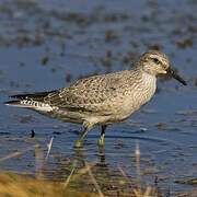 Red Knot