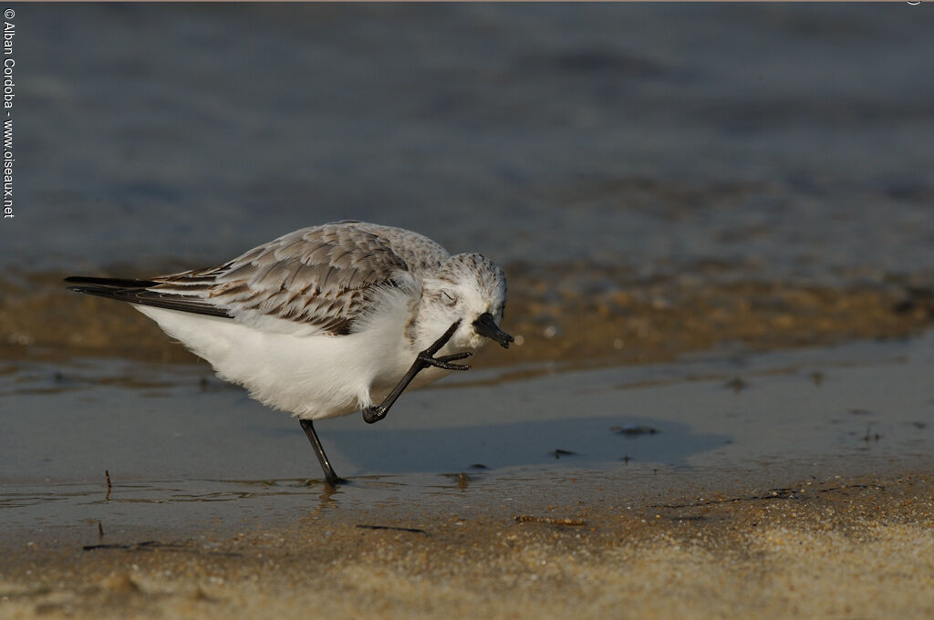 Bécasseau sanderling