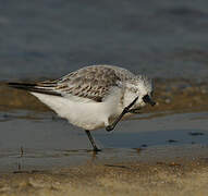 Bécasseau sanderling