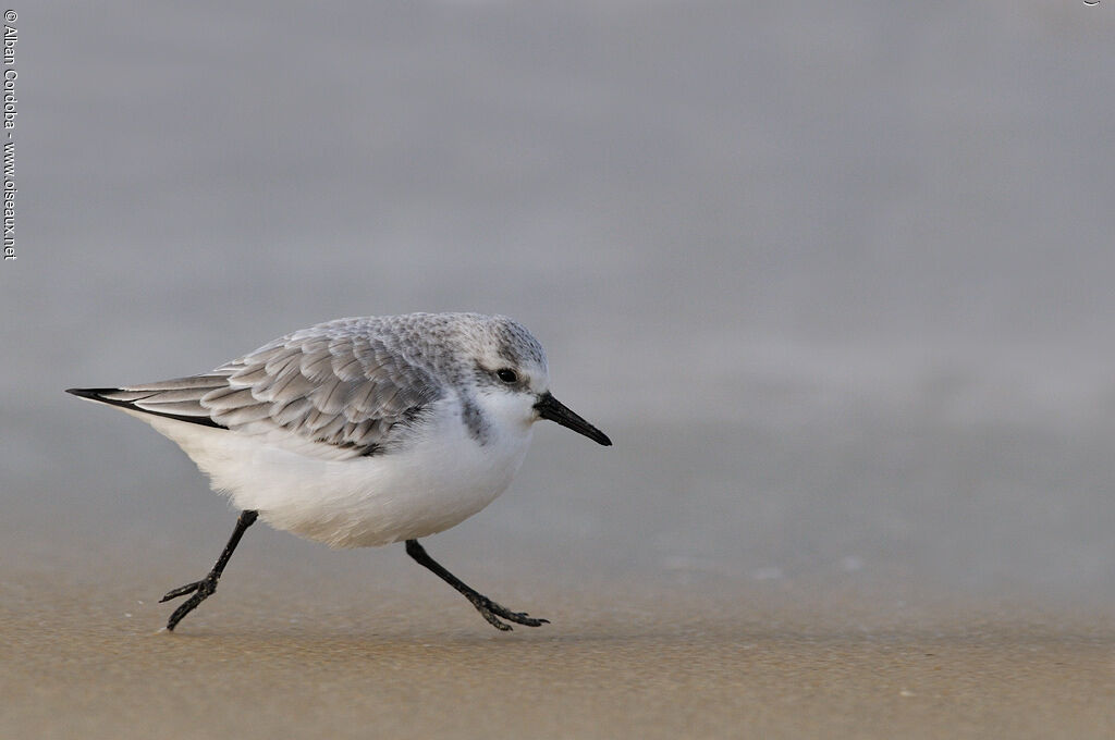 Sanderling