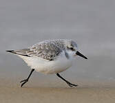 Bécasseau sanderling