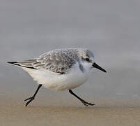 Bécasseau sanderling