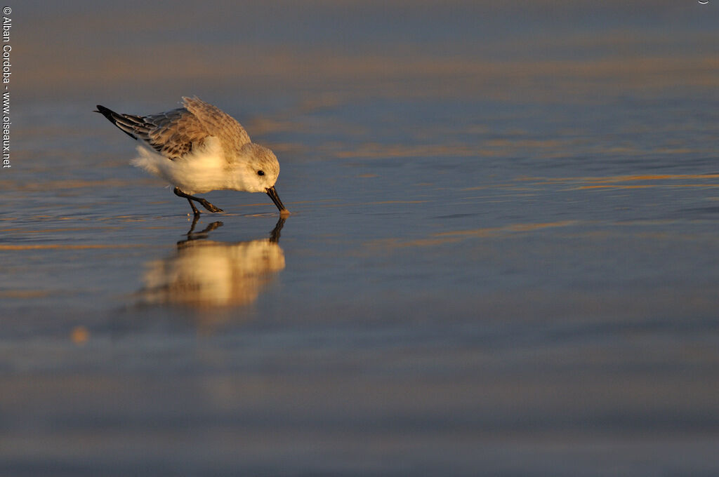 Bécasseau sanderling