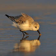 Sanderling