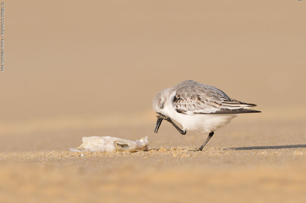 Sanderling