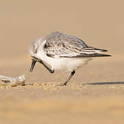 Bécasseau sanderling