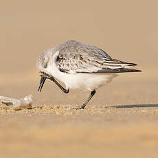 Bécasseau sanderling