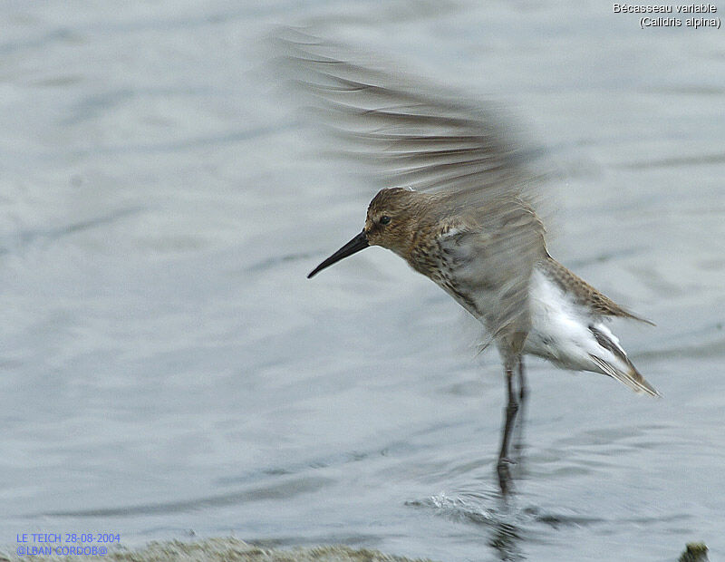 Bécasseau variable