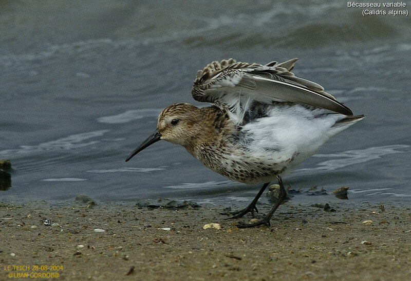 Dunlin