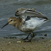 Dunlin