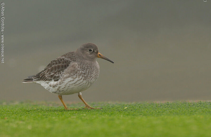 Purple Sandpiper