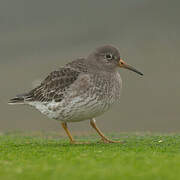 Purple Sandpiper