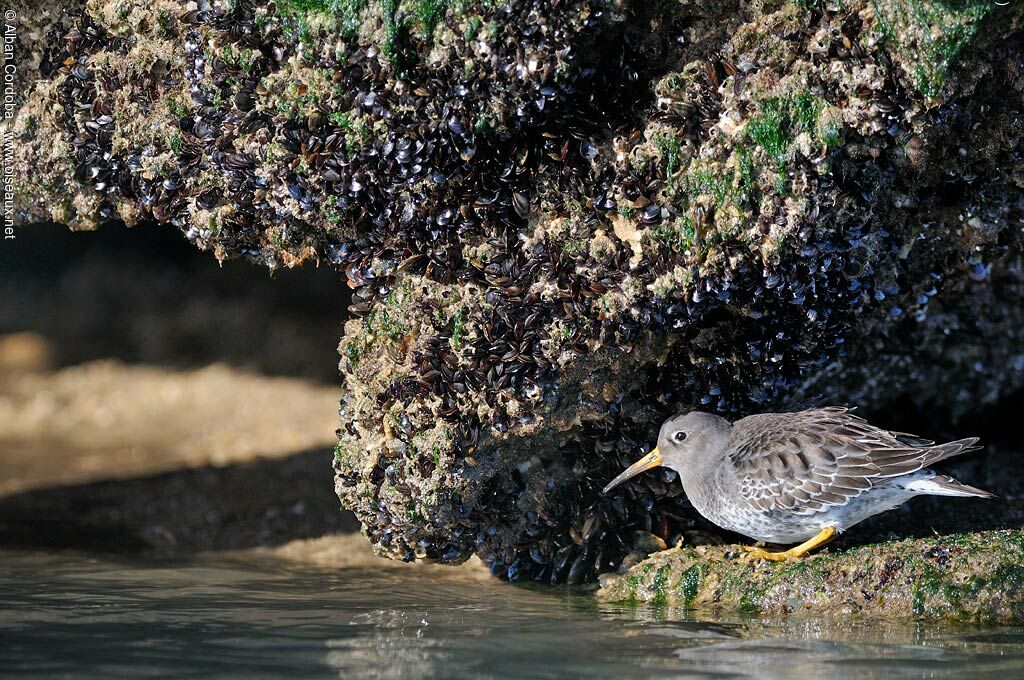 Purple Sandpiper