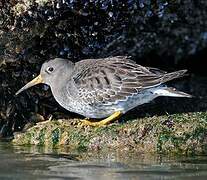 Purple Sandpiper