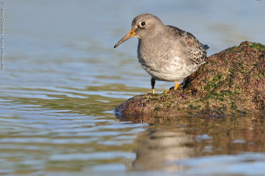 Purple Sandpiper