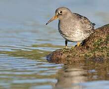 Purple Sandpiper