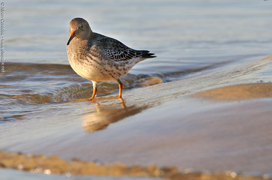 Purple Sandpiper