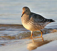 Purple Sandpiper