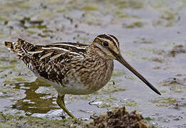 Common Snipe