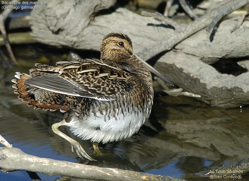 Common Snipe