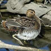 Common Snipe