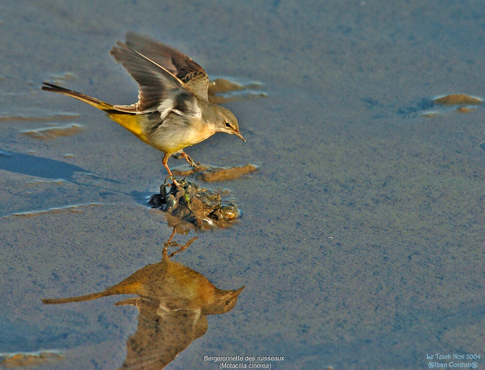 Grey Wagtail