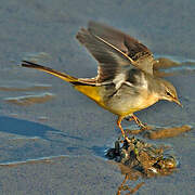 Grey Wagtail