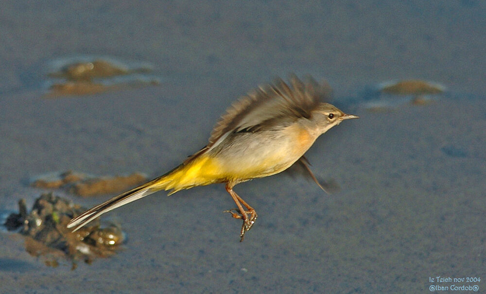 Grey Wagtail