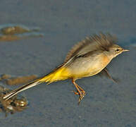 Grey Wagtail