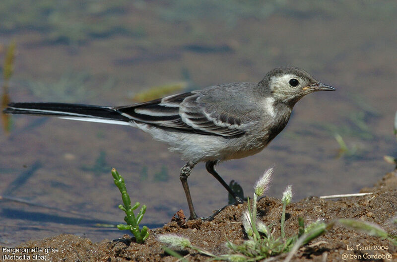 White Wagtail