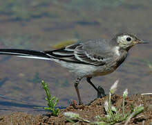 White Wagtail