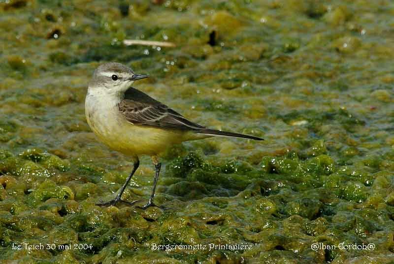 Western Yellow Wagtail