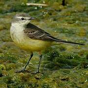 Western Yellow Wagtail