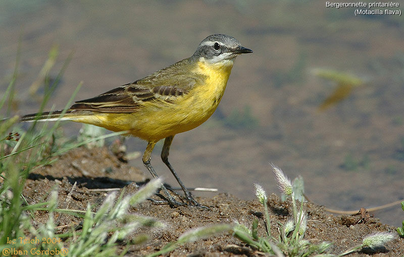 Western Yellow Wagtail