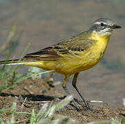 Western Yellow Wagtail