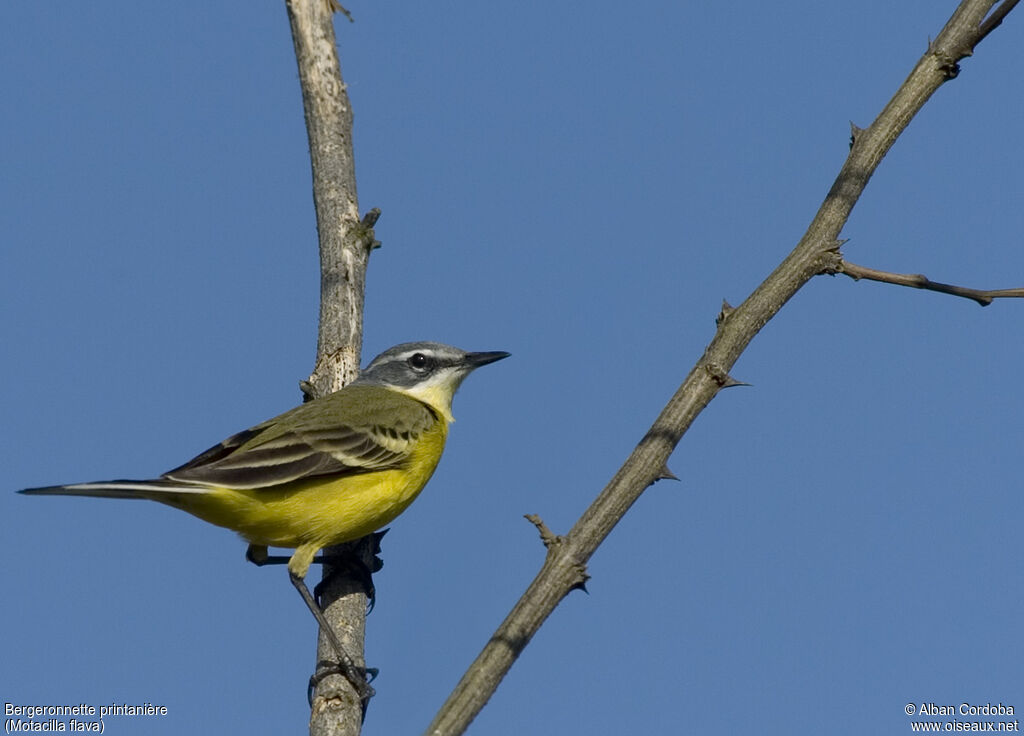 Western Yellow Wagtail