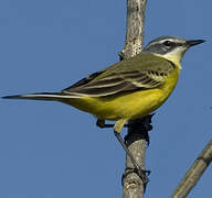 Western Yellow Wagtail