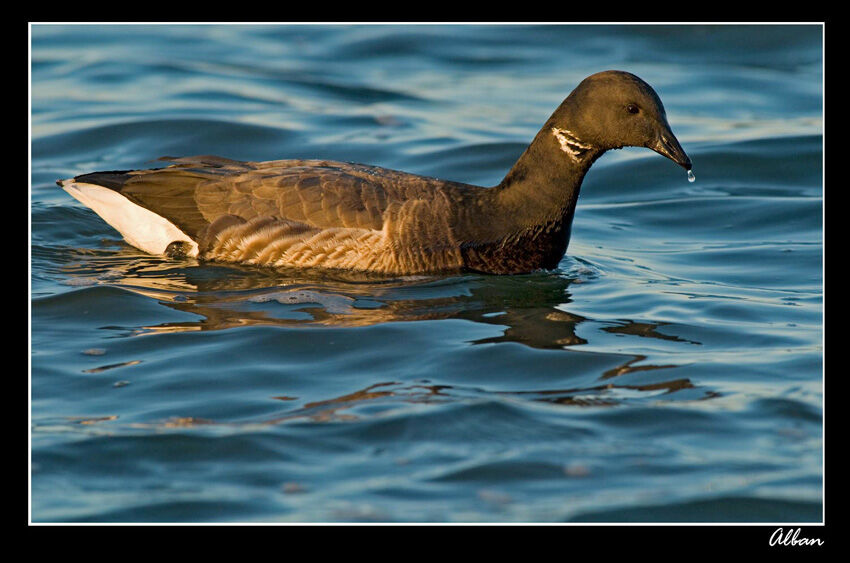 Brant Goose