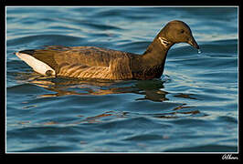 Brant Goose