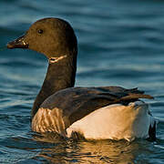 Brant Goose