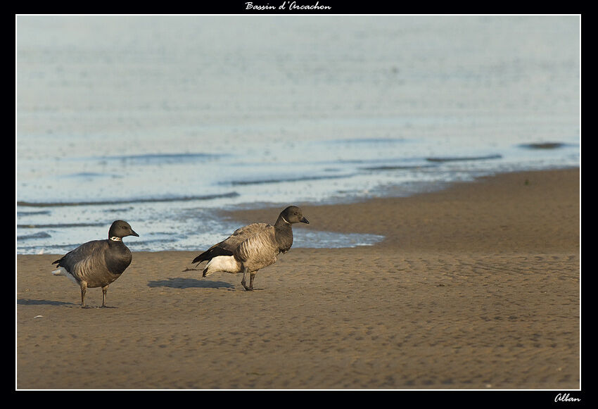 Brant Goose