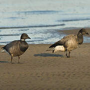 Brant Goose