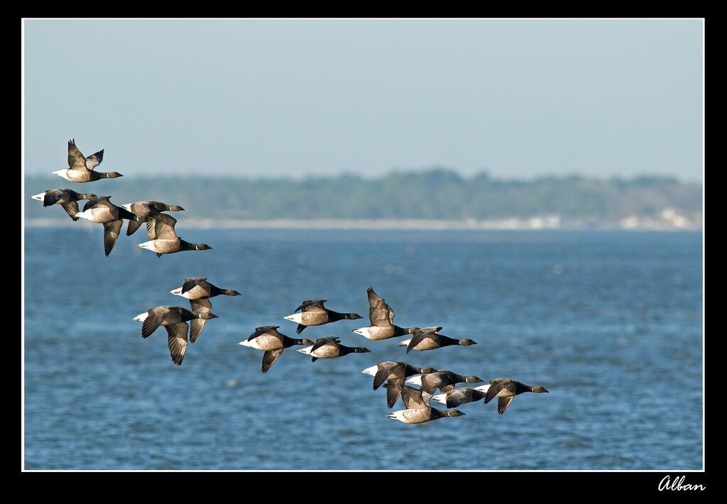 Brant Goose