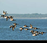 Brant Goose