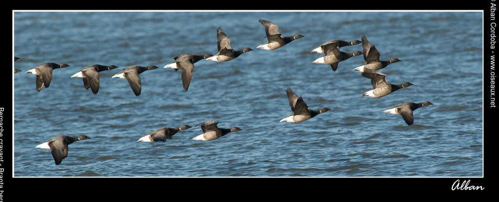 Brant Goose