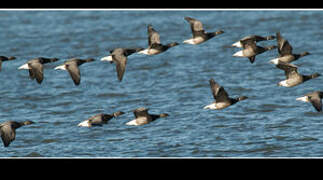 Brant Goose