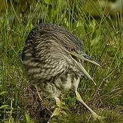 Black-crowned Night Heron