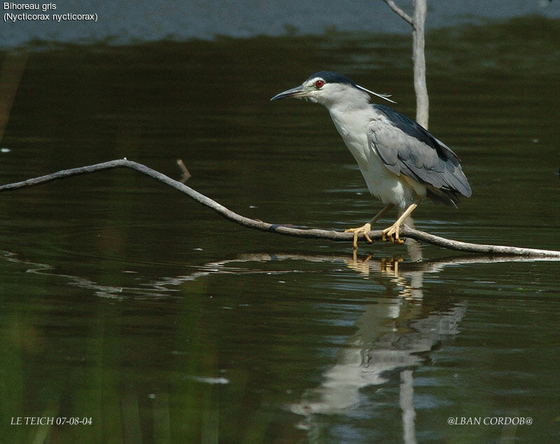 Black-crowned Night Heron