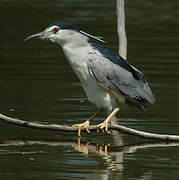 Black-crowned Night Heron